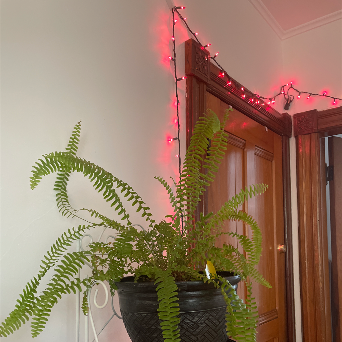 Kimberly Queen Fern in a black pot with vibrant green fronds, no visible health issues.