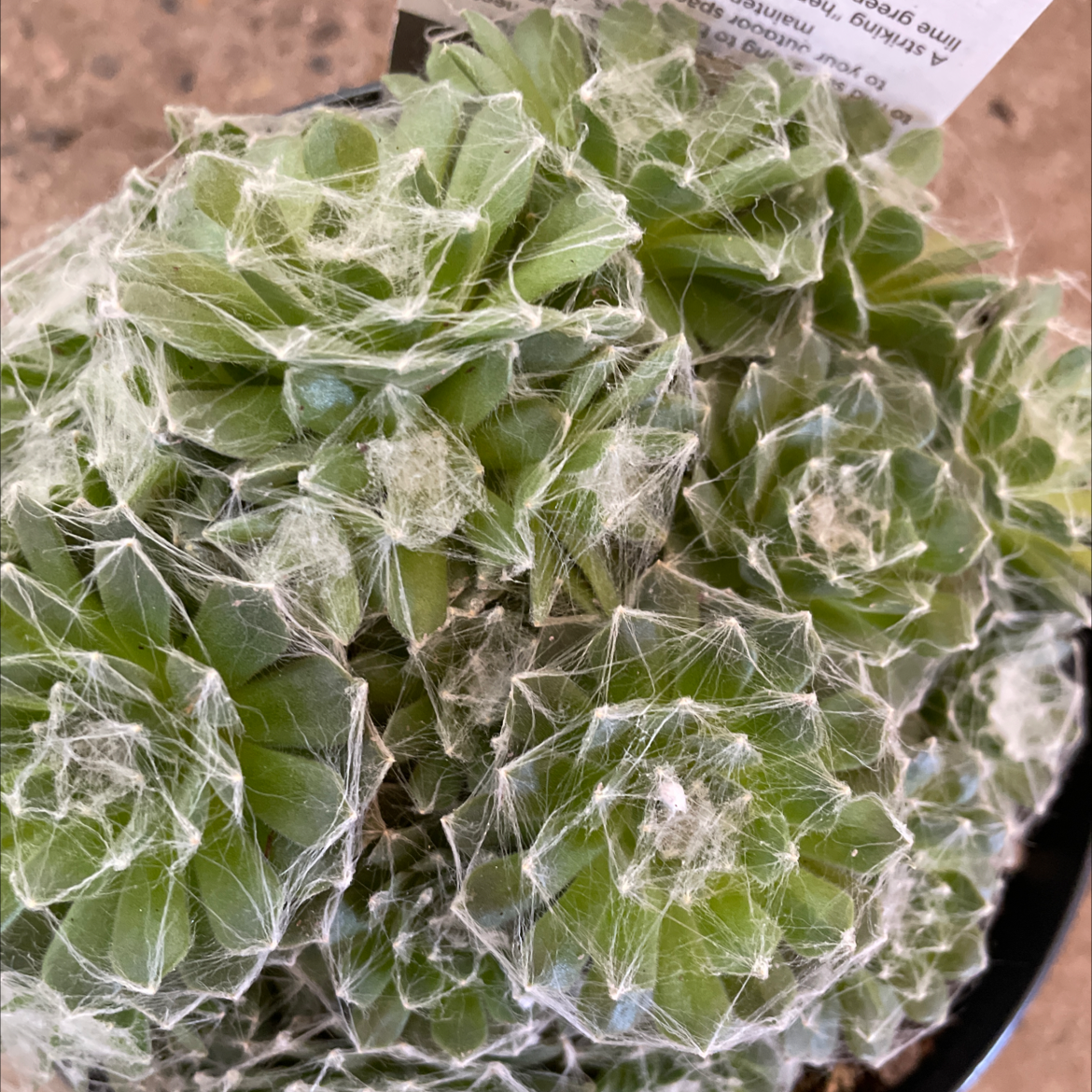 Photo of the plant species Cobweb Hens and Chicks by Brooke named Sempervivium Arachnoideum on Greg, the plant care app