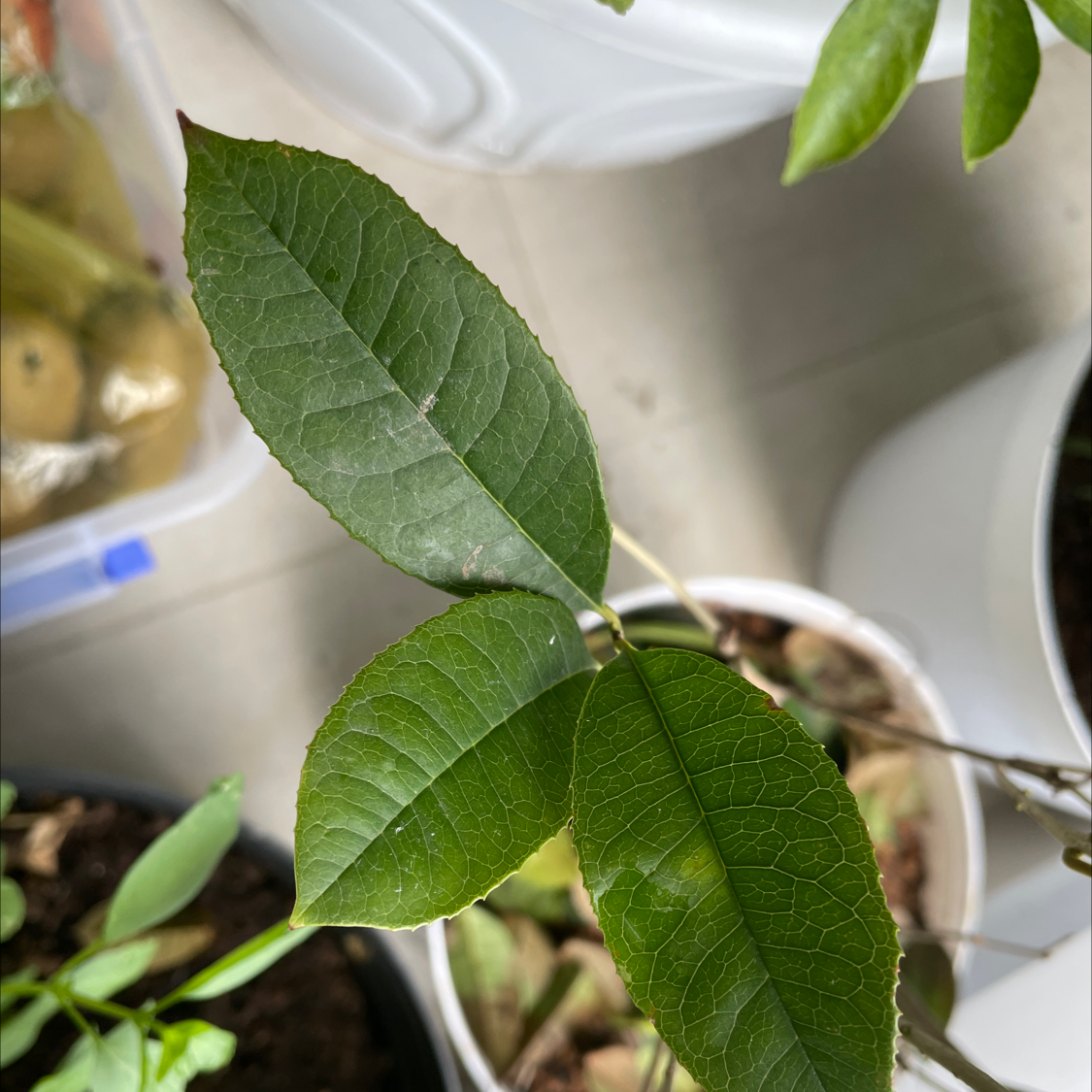 Close-up of a Sweet Olive plant with healthy green leaves.