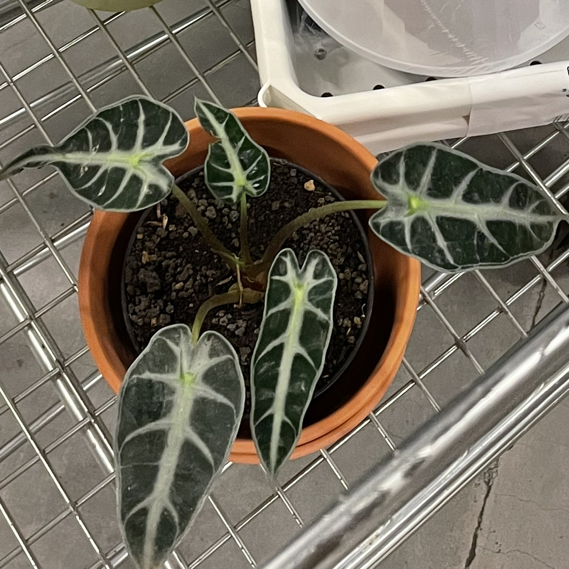 Alocasia 'Bambino' plant in a small pot with visible soil and healthy leaves.