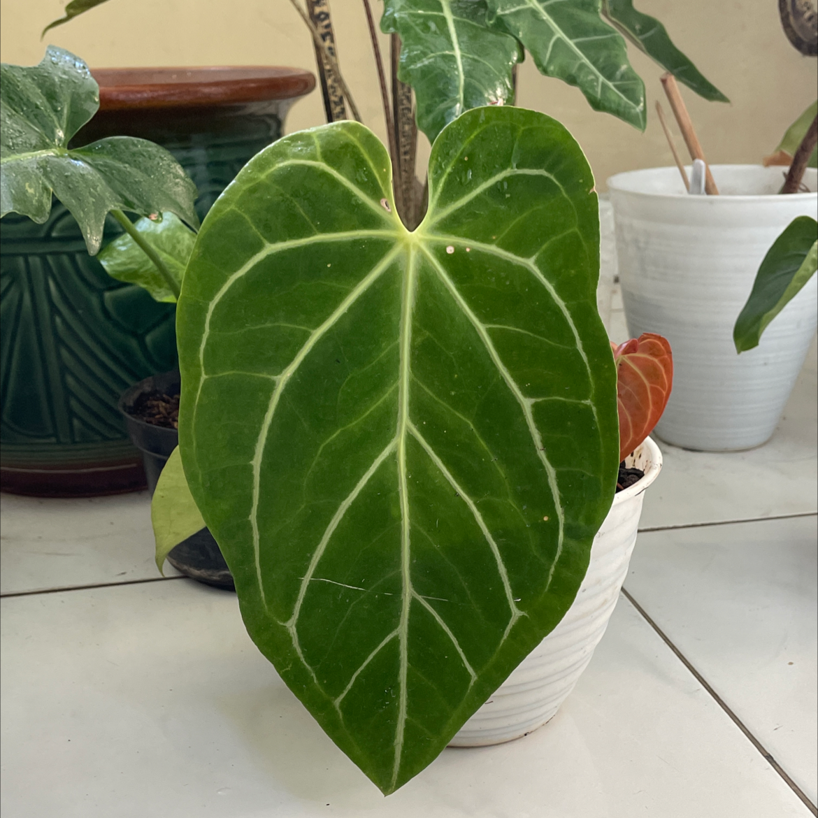 Photo of the plant species Anthurium magnificum by @sushkeeya named Ona on Greg, the plant care app