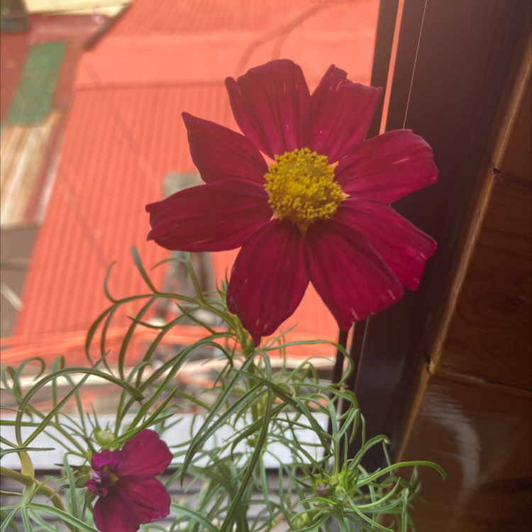 Garden Cosmos plant with vibrant red flowers and feathery green foliage.