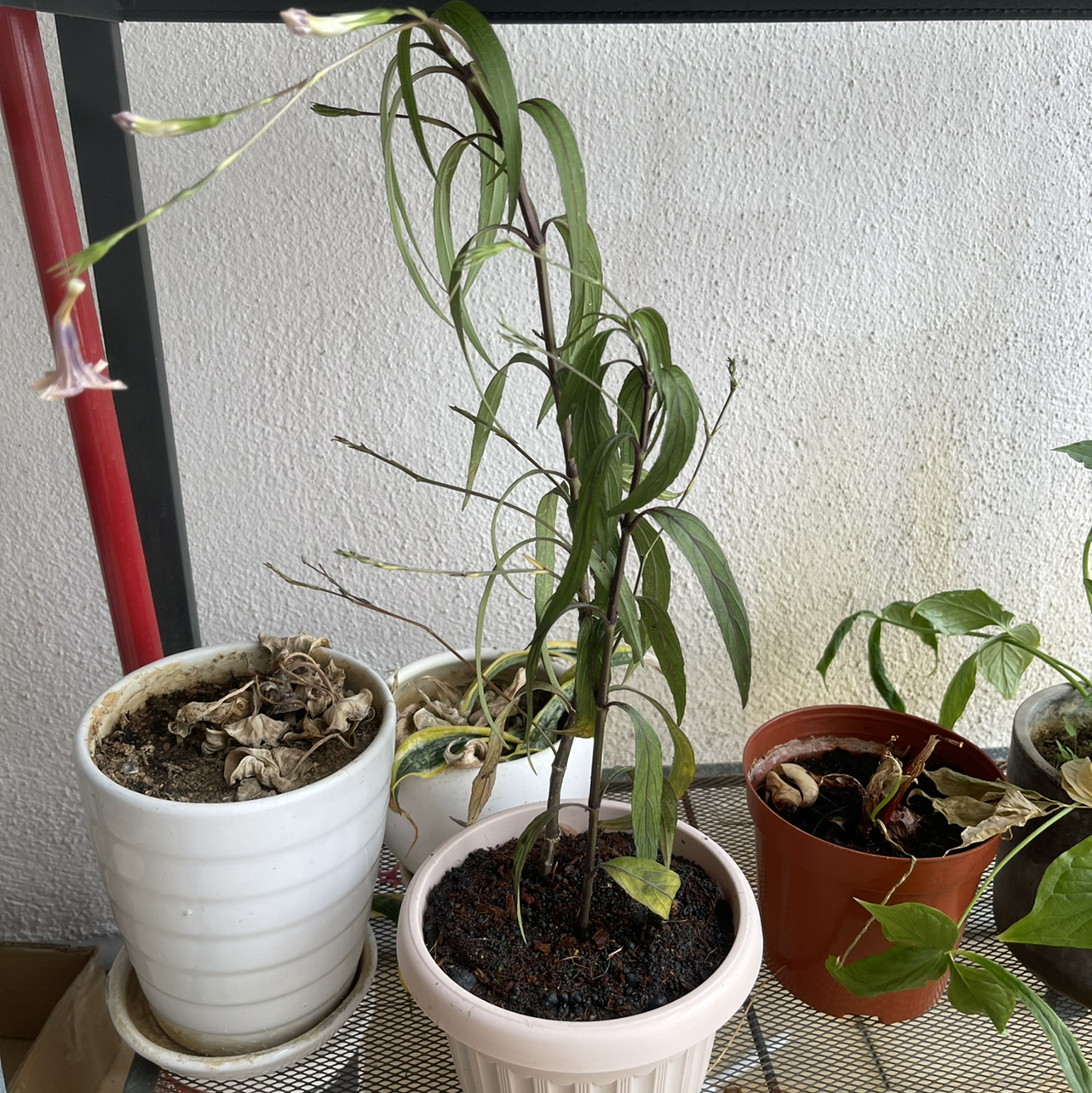 Potted Mexican Bluebell plant with yellowing and browning leaves, visible soil, and other plants in the background.