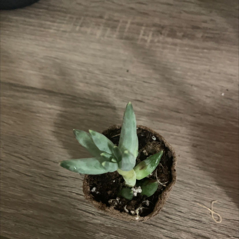 Photo of the plant species Little Jewel by Katrina named jewel on Greg, the plant care app