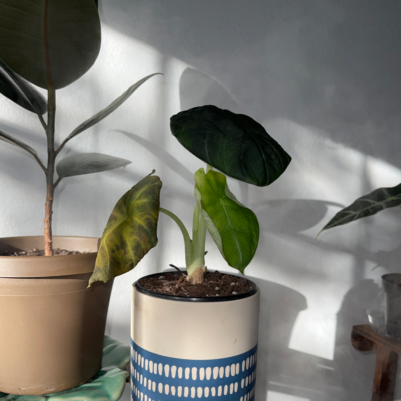 Potted Alocasia 'Maharani' plant with some yellowing leaves, indoors with visible soil.