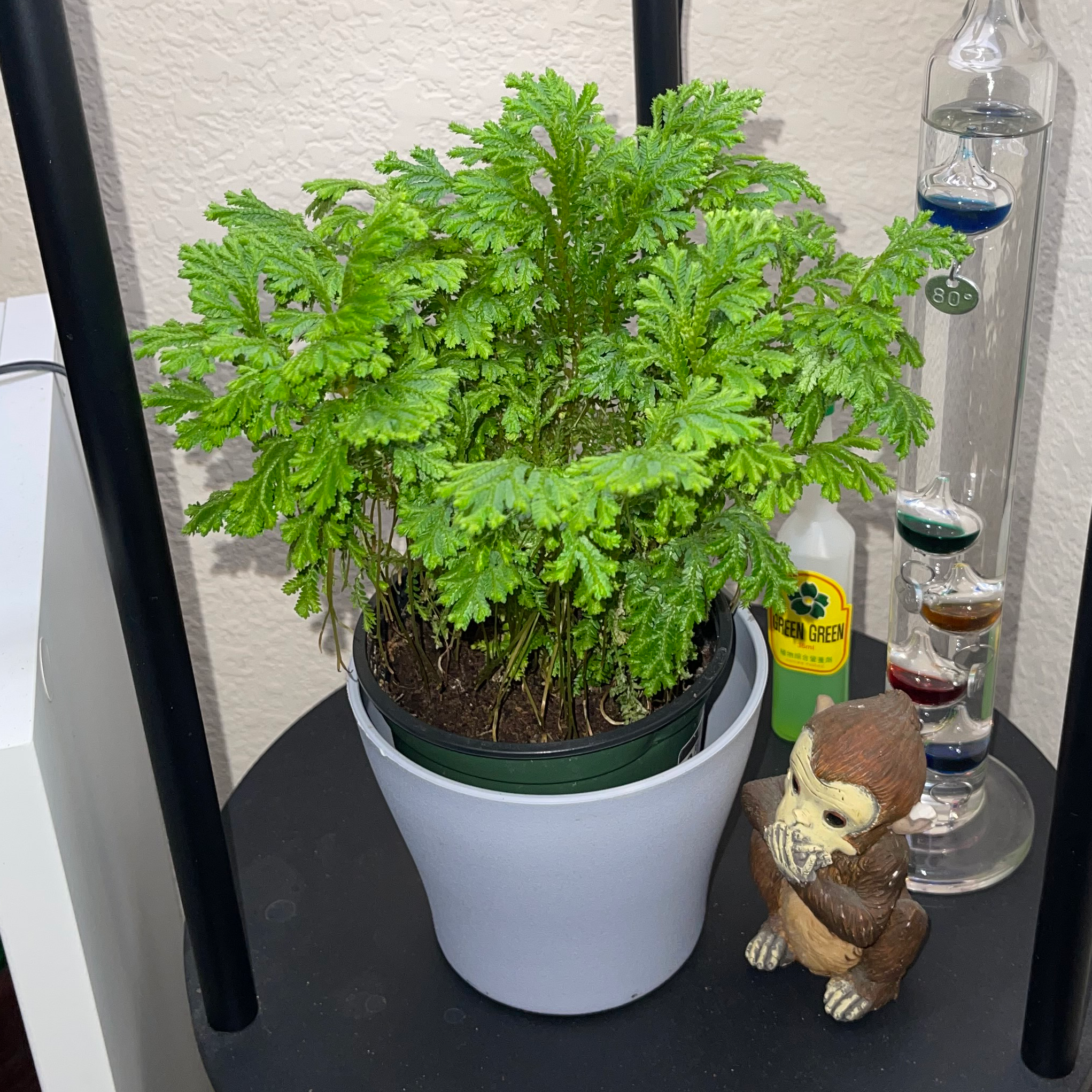 Lush, healthy club moss plant with dense bright green foliage in a white pot, positioned next to decorative items on a shelf.