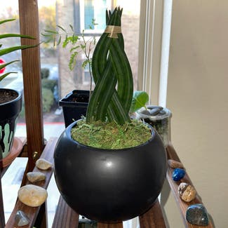 Cylindrical Snake Plant plant in Austin, Texas