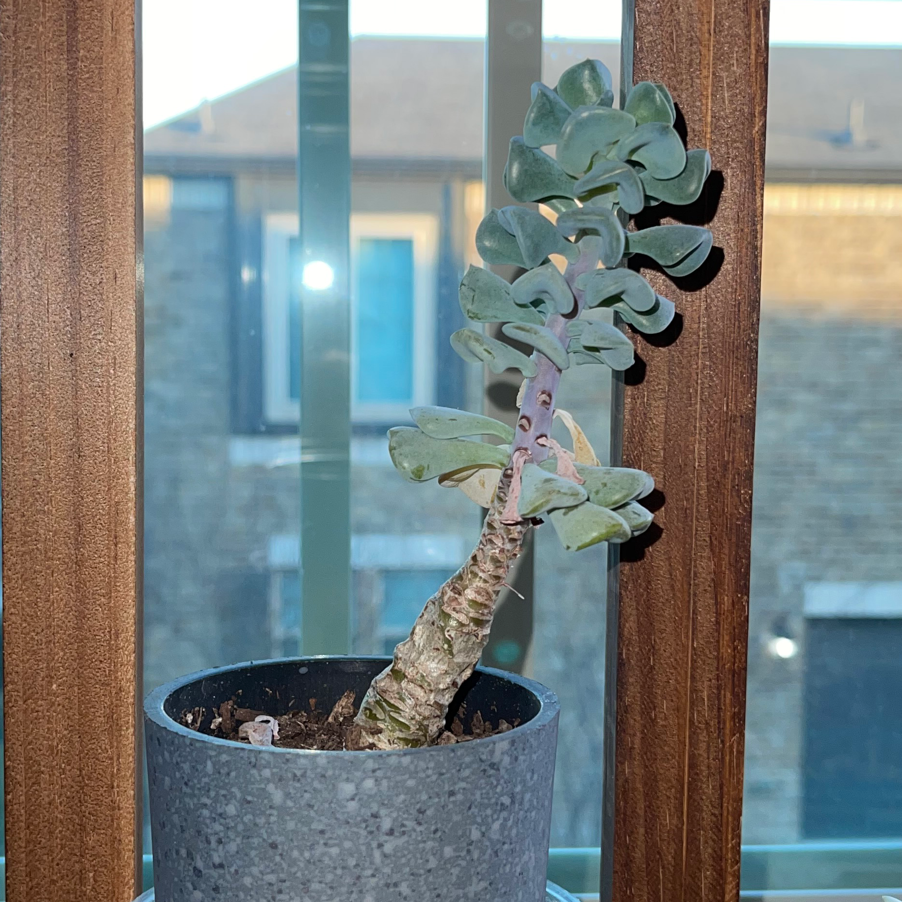 Potted Silver Dollar Plant on a windowsill with some leaf discoloration.