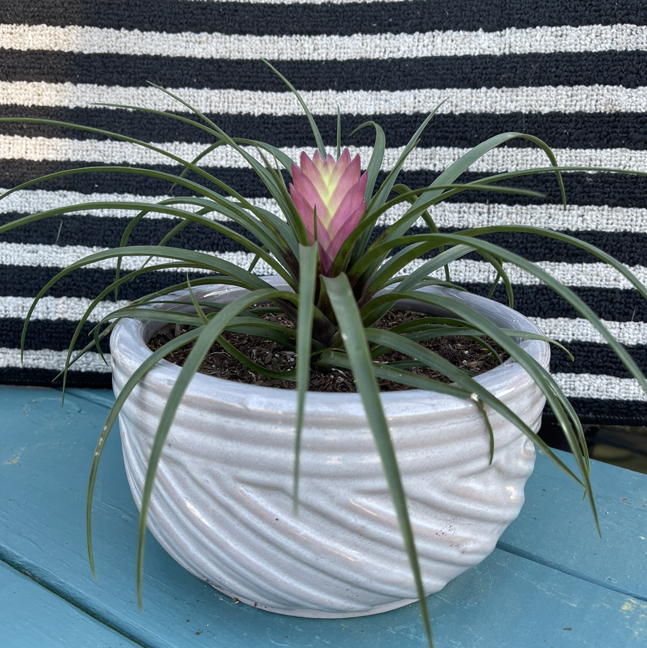 Pink Quill Plant (Tillandsia cyanea) in a white pot with a striped fabric background.