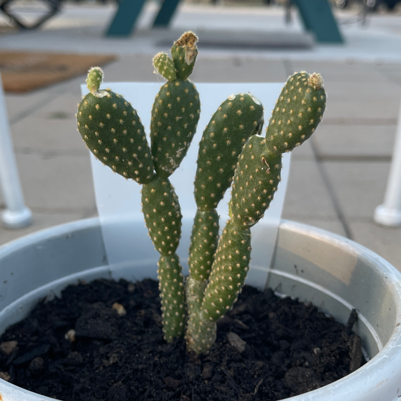 Bunny Ears Cactus plant photo by @Seddybear named Penny on Greg, the plant care app.