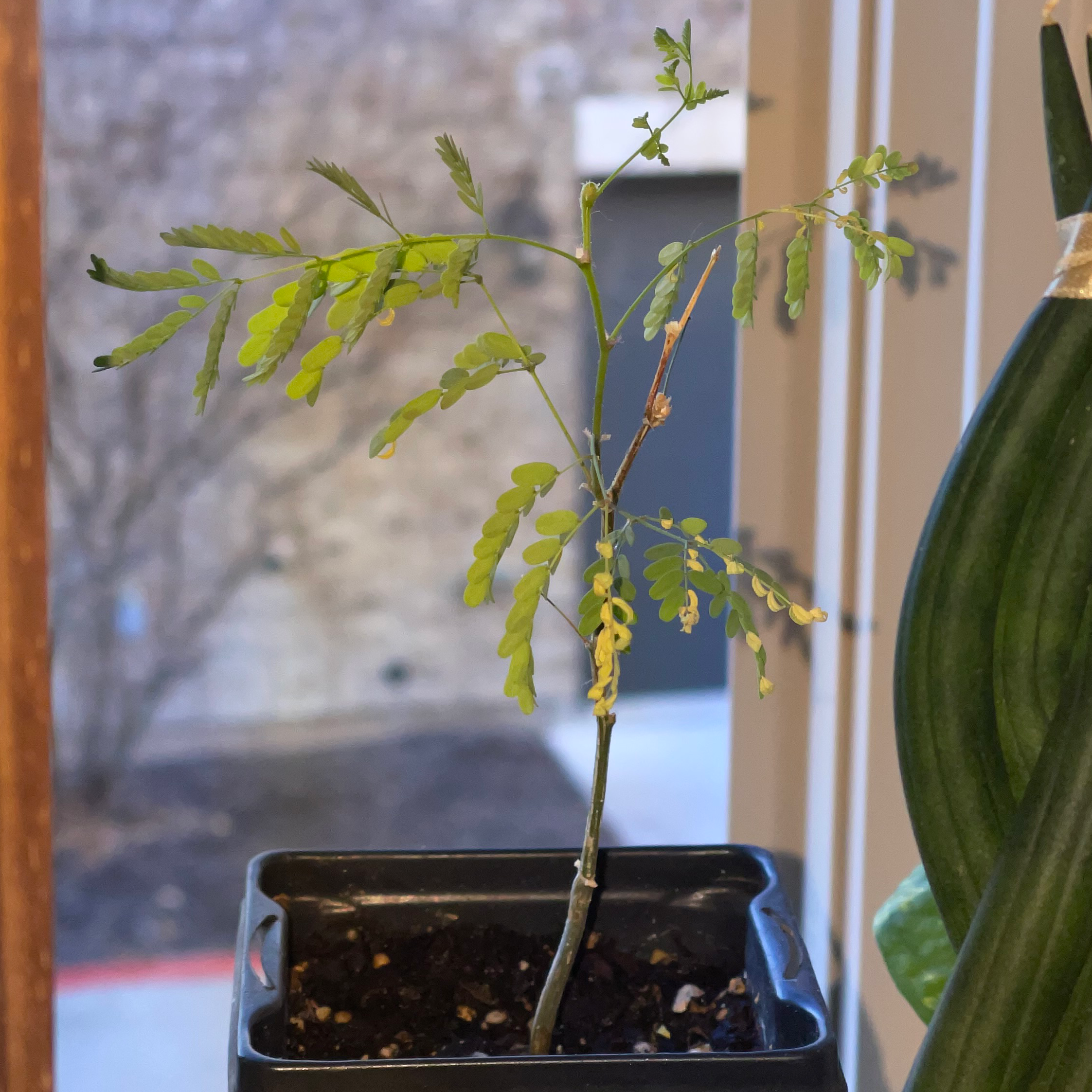 Dwarf Poinciana plant in a pot with some yellowing and browning leaves.