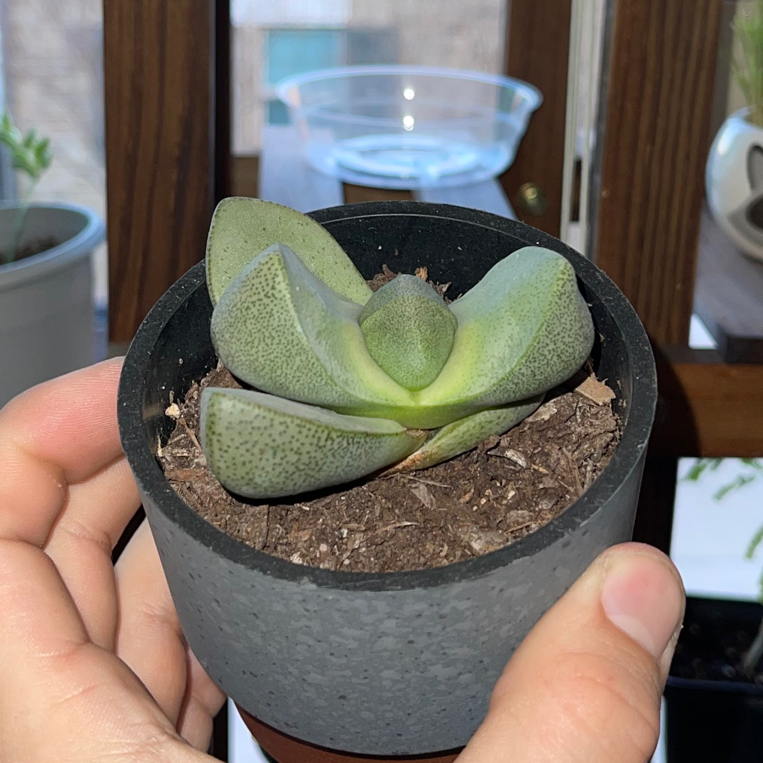 Split Rock plant in a small pot held by hands, with visible soil.