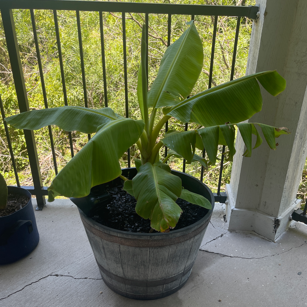 Potted banana plant on a balcony with large green leaves.