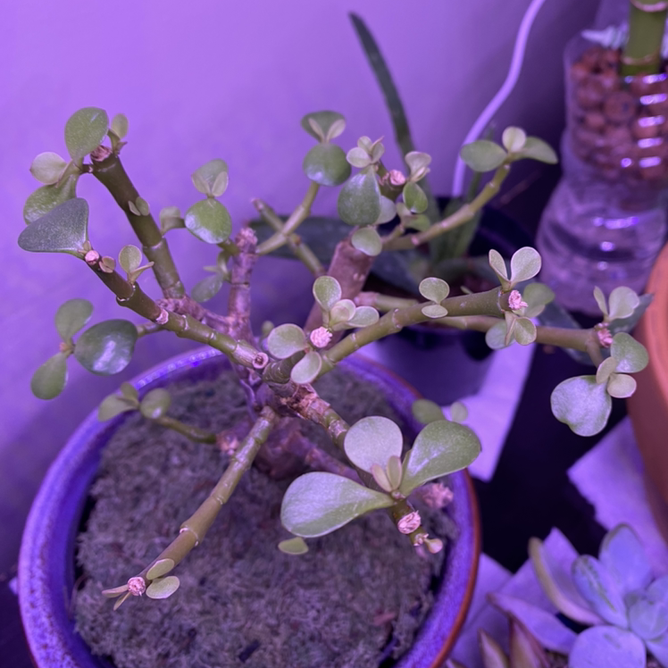 Elephant Bush plant photo by @krystelle named Khaleesi on Greg, the plant care app.