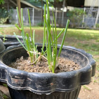 Wild Chives plant in Antipolo, Calabarzon