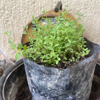 Lemon Thyme plant in Antipolo, Calabarzon