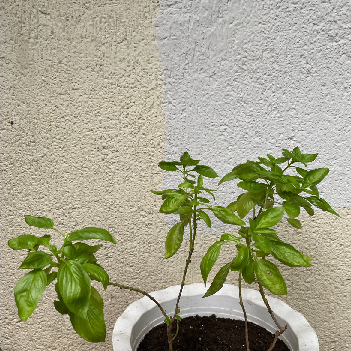 Sweet Basil plant photo by Paula named Mama Basil on Greg, the plant care app.