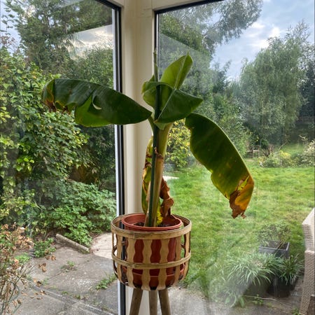 Photo of the plant species Ensete Ventricosum by Marina named Banana on Greg, the plant care app