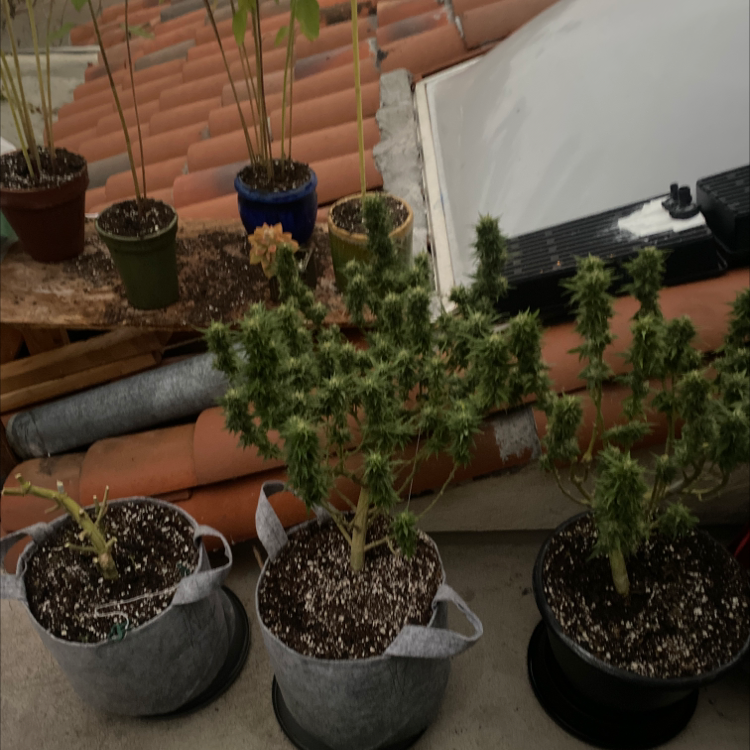 Marijuana plant photo by Jonithin named Your plant on Greg, the plant care app.