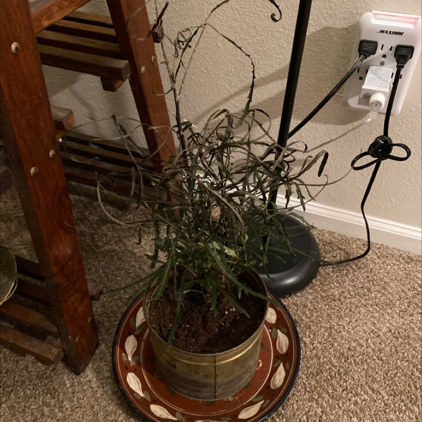 Potted false Aralia plant with significant leaf browning and wilting.