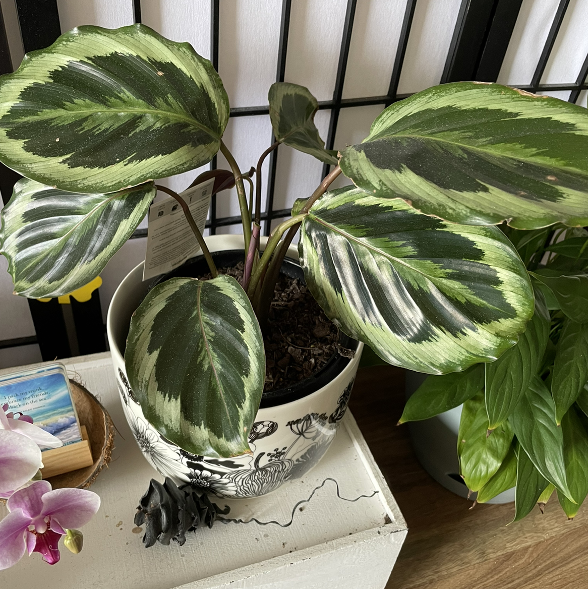 Calathea 'Medallion' plant in a decorative pot with healthy variegated leaves.
