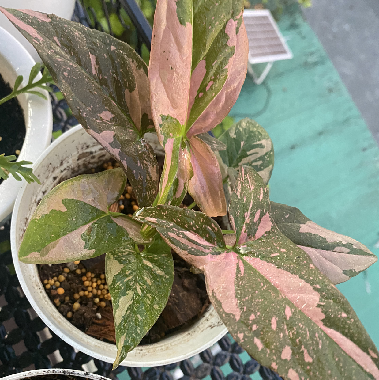 Photo of the plant species Pink Splash Arrowhead Vine by Alyssa named Pink Splash Syngonium on Greg, the plant care app