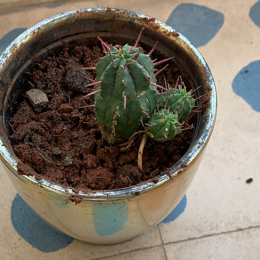 A small Hedge Cactus in a metallic pot with visible soil.