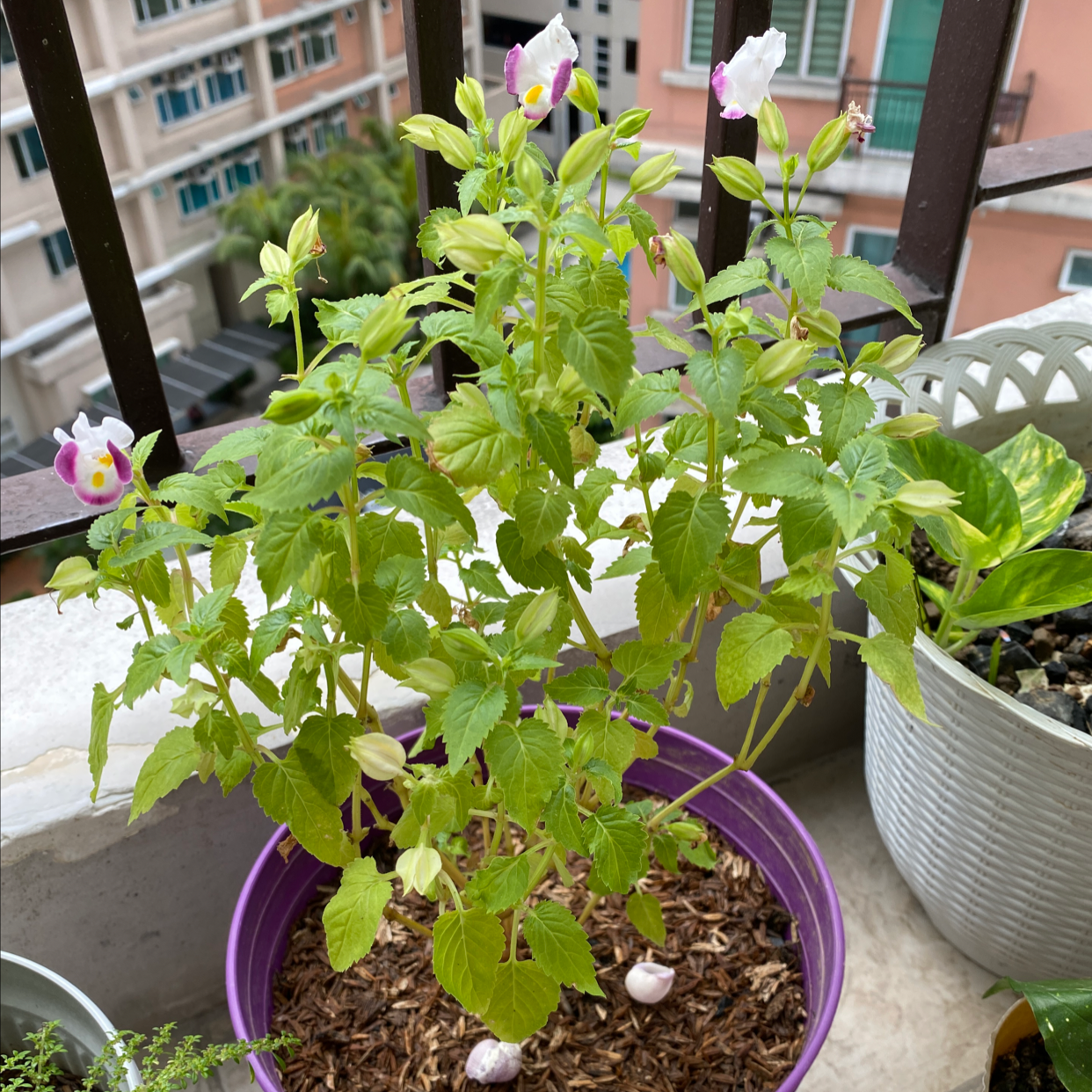 Wishbone Flower plant in a purple pot with some flowers and slight yellowing of lower leaves.