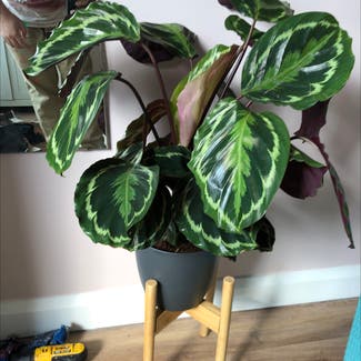 Rose Calathea plant in Cardiff, Wales