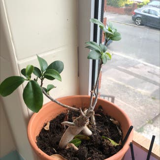 Ficus Ginseng plant in Cardiff, Wales
