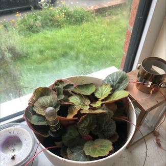 Strawberry Begonia plant in Cardiff, Wales