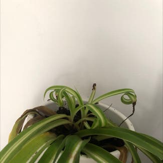 Curly Spider Plant plant in Cardiff, Wales