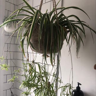 Spider Plant plant in Cardiff, Wales