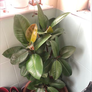 Rubber Plant plant in Cardiff, Wales