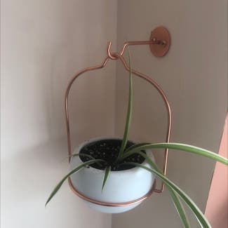Spider Plant plant in Cardiff, Wales
