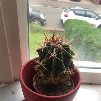 Blue Barrel Cactus plant in Cardiff, Wales