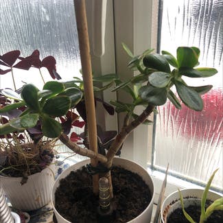 Jade plant in Cardiff, Wales