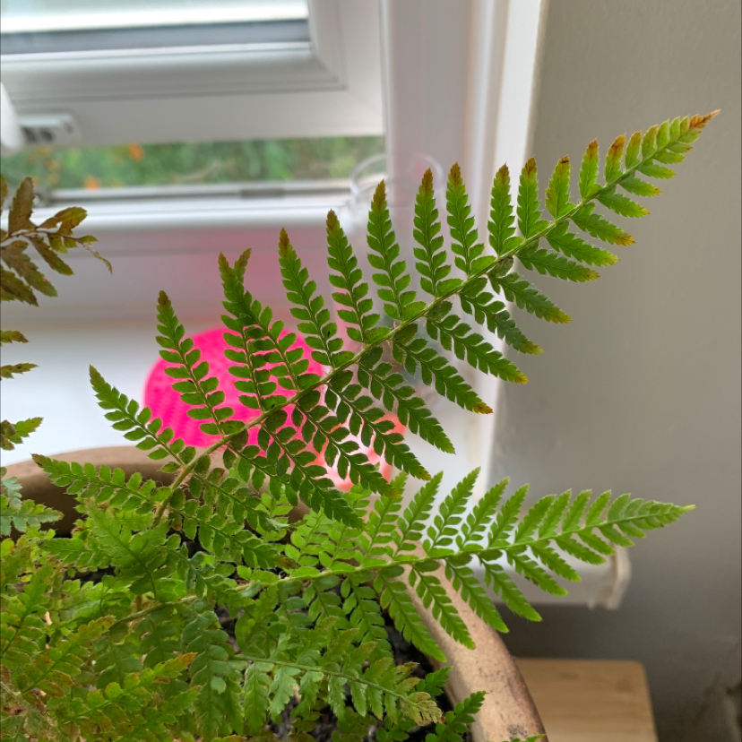 Photo of the plant species Wood Fern by Kelsey named Ferne on Greg, the plant care app