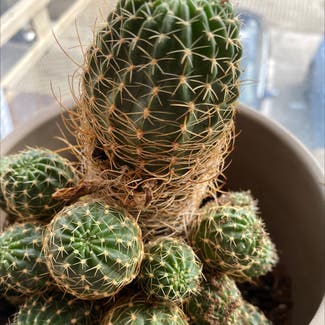 Golden Barrel Cactus plant in Knoxville, Tennessee