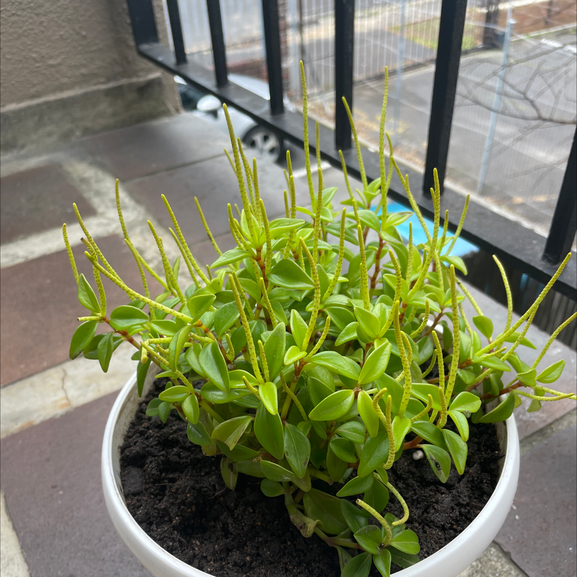 Peperomia 'Amigo Marcello' plant in a white pot with visible soil and vibrant green leaves.
