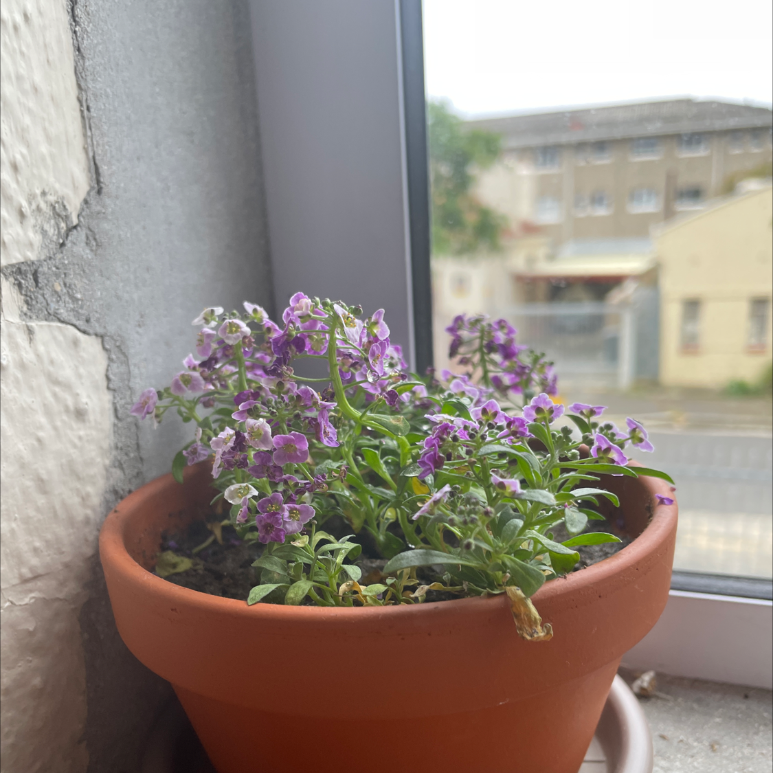 Terracotta pot with healthy blooming purple Sweet Alyssum plant on a windowsill with blurry building in background.