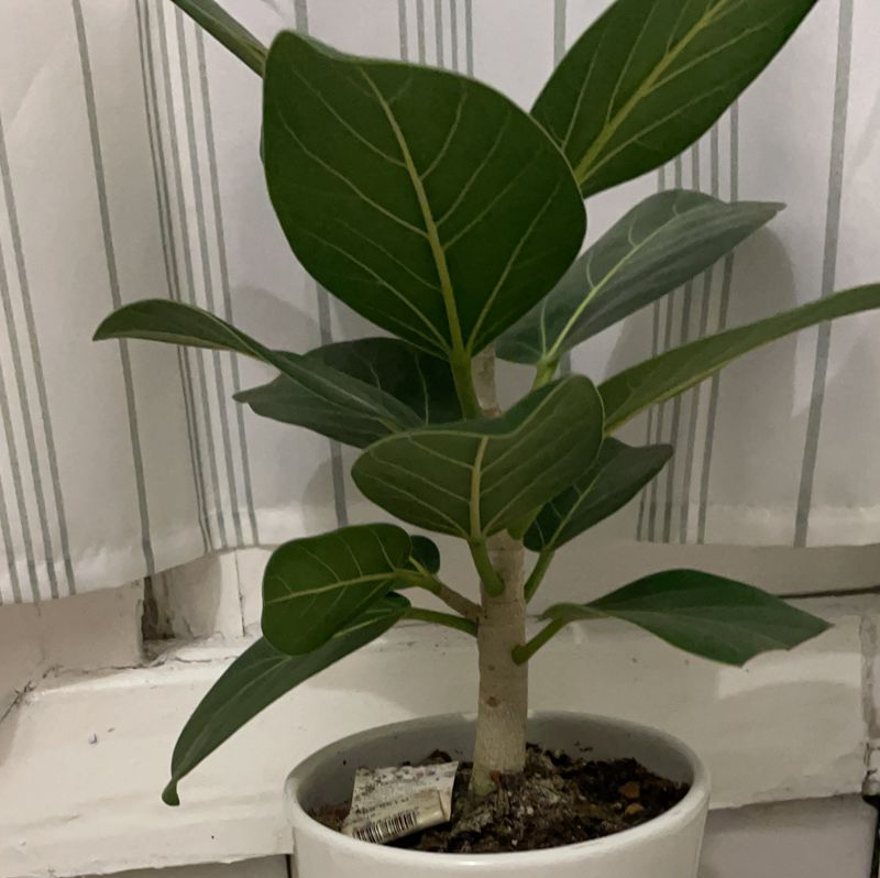 Photo of the plant species Audrey Ficus by @Ethancoetzee named Scarlett on Greg, the plant care app