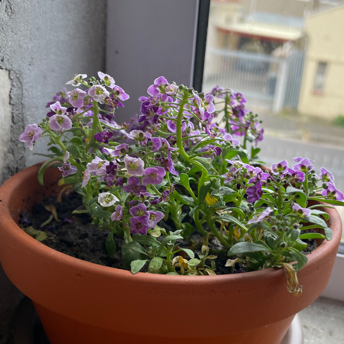 Hands holding a terracotta pot with a lush, healthy sweet alyssum plant covered in small purple and white flowers in full bloom.