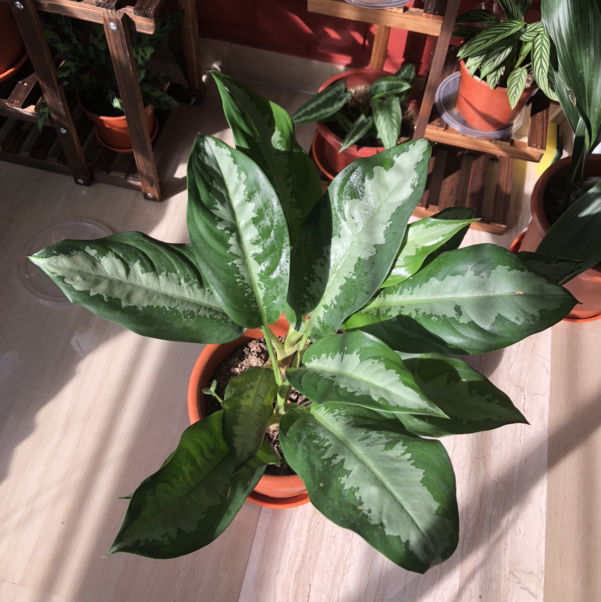 Healthy Aglaonema 'Silver Bay' plant in a pot with vibrant green leaves.