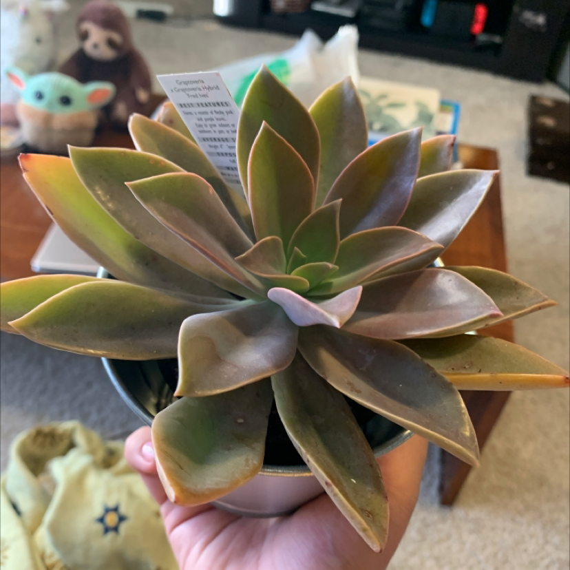 Pearl Echeveria plant held by a hand, showing healthy, colorful leaves.