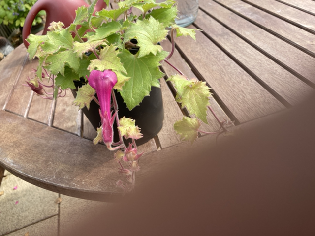 Photo of the plant species Creeping Gloxinia by Christine named Rams horn on Greg, the plant care app