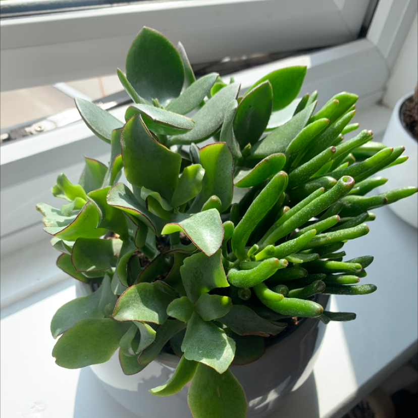 Lucky Plant plant photo by @MrTweedy named Jade on Greg, the plant care app.