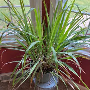 Cymbopogon Citratus plant photo by @lbs_ft named Mizuho on Greg, the plant care app.