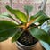 Calculate water needs of Green Orange Spider Plant