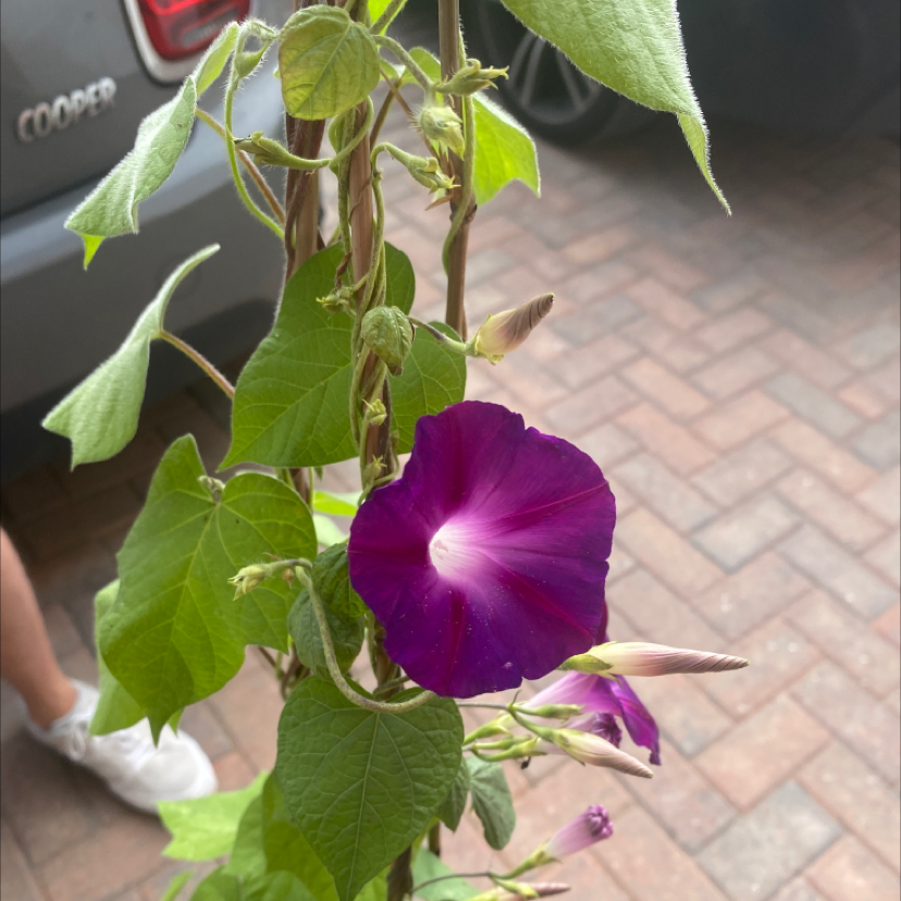 Common Morning Glory plant with purple flowers and green leaves.